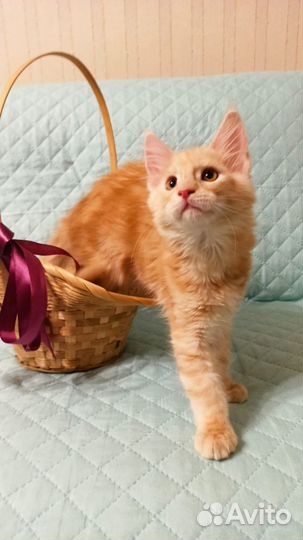 Котята мейн-кун