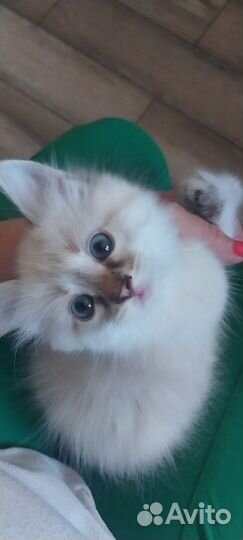 Котенок в добрые руки