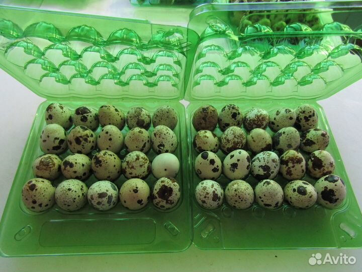 Яйца перепелиные домашние (диетические)
