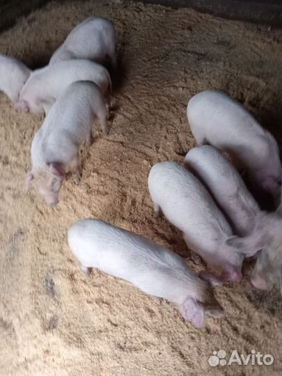 Поросета ландрас+ дюрок