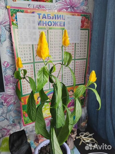 Пахистахис, укоренённые отростки