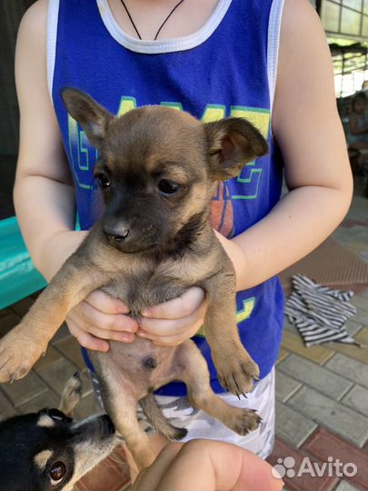 Щенок (помесь пражского крысарика и той-терьера)