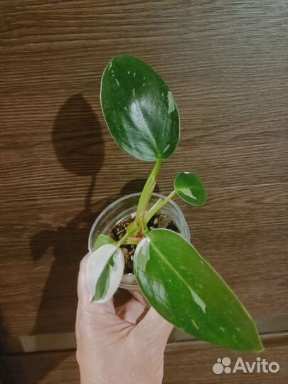 Филодендрон кобра белая