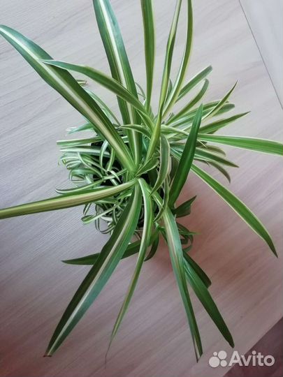 Хлорофитум (4 вида сразу)