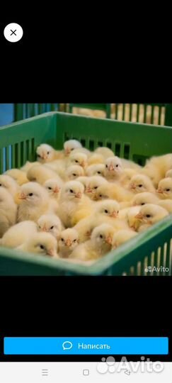 Цыплята суточные