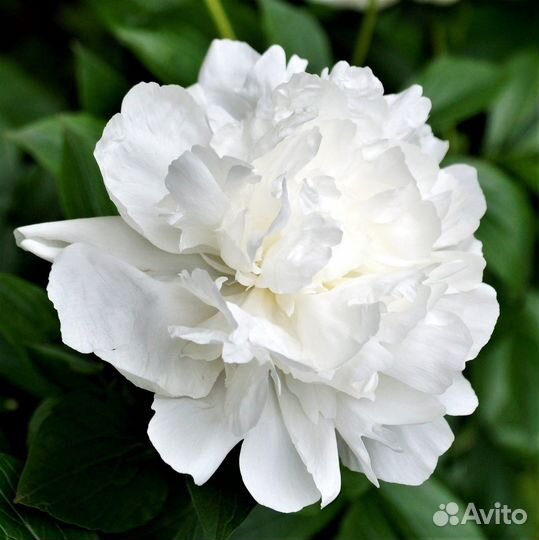 Пионы 3 вида, белый, розовый, бордовый