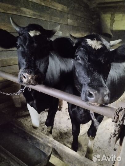 Тёлка стельная