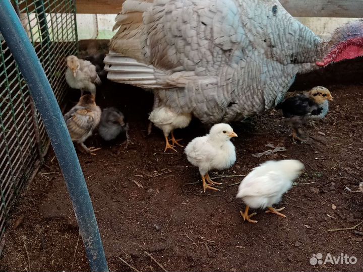 Индюшата