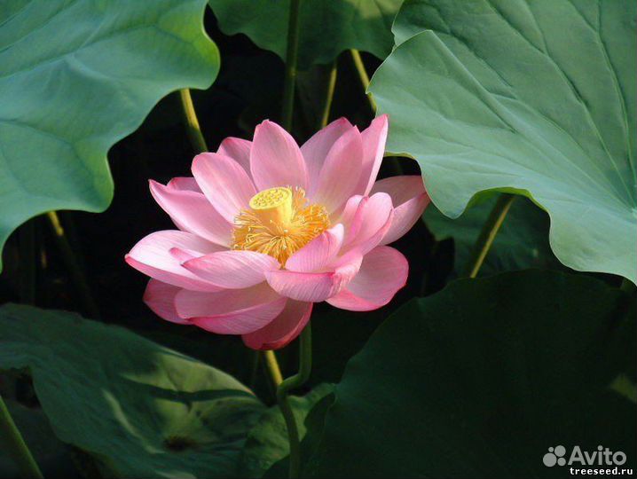 Лотос орехоносный и Комарова, семена