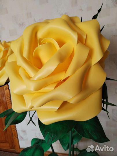Ростовые цветы розы