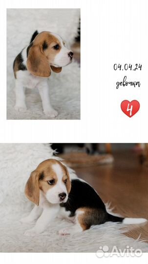 Щенки бигля