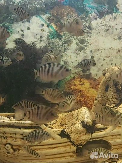 Аквариумные рыбы цихлиды