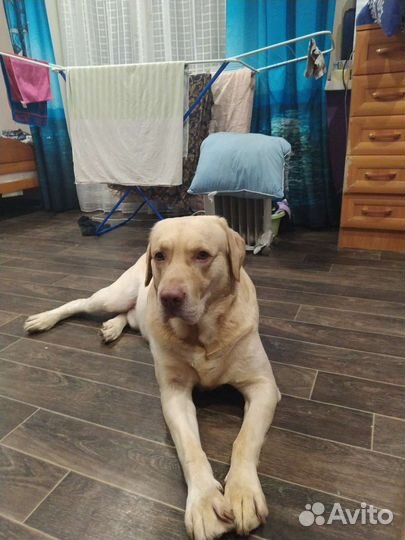 Кобель лабрадора вязка,случка