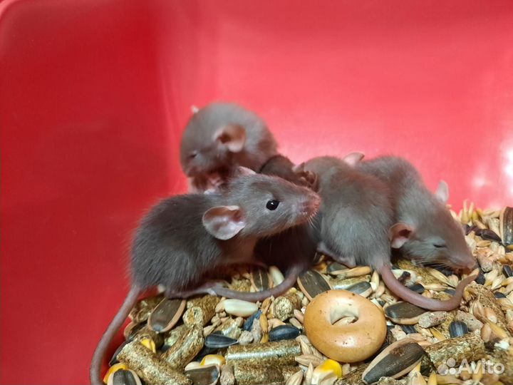 Крысы и крысята Дамбо из питомника (шоколадные)
