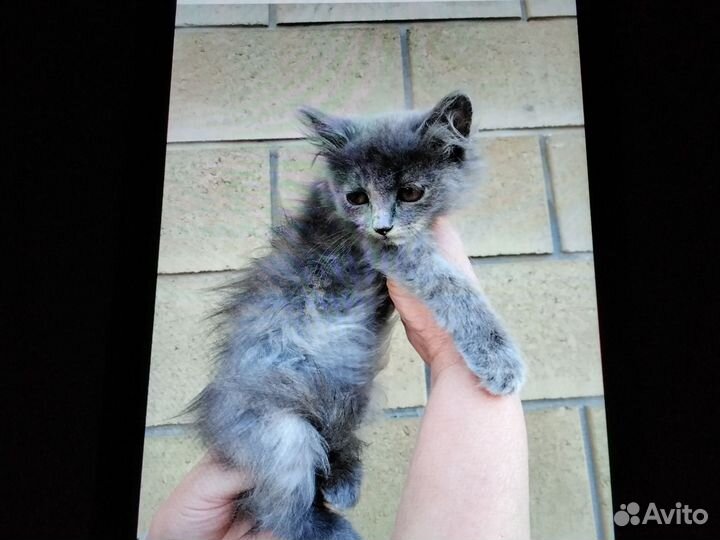 Кошка в дар бесплатно