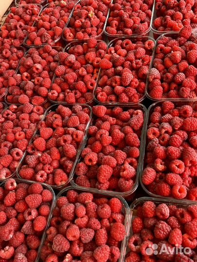 Малина ягода свежая