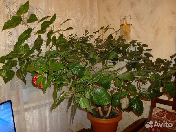 Китайская роза гибискус