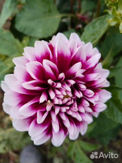 Георгины клубни