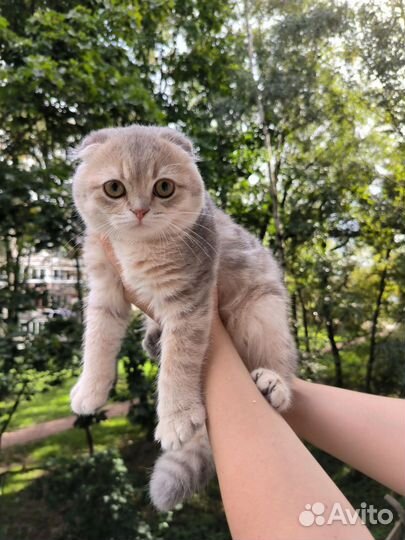 Голубое золото мальчик