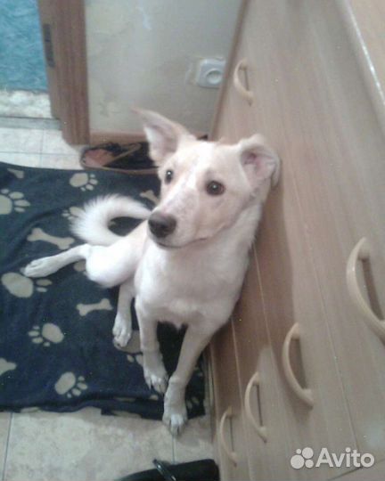 Передержка и выгул собак