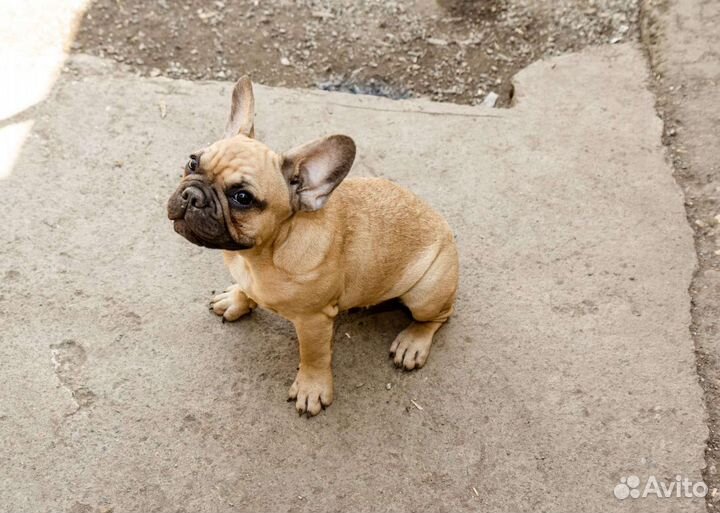 Французский бульдог мальчик РКФ