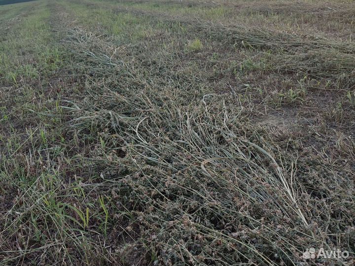 Сено в тюках