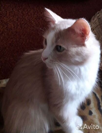 Кошка в дар бесплатно