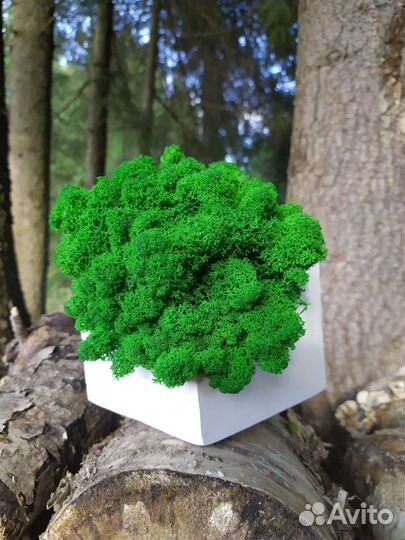 Декор из мха и гипса 