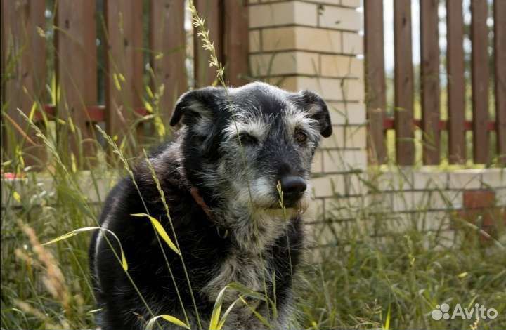 Собака из приюта