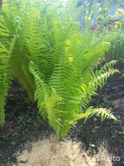 Папоротник