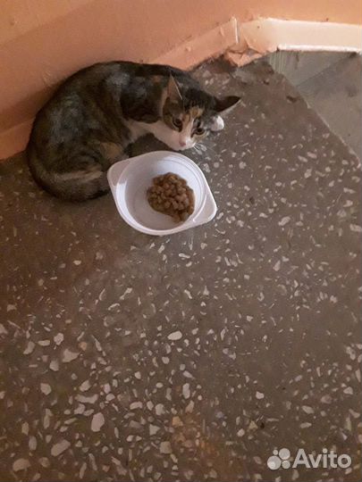 Бездомные котики