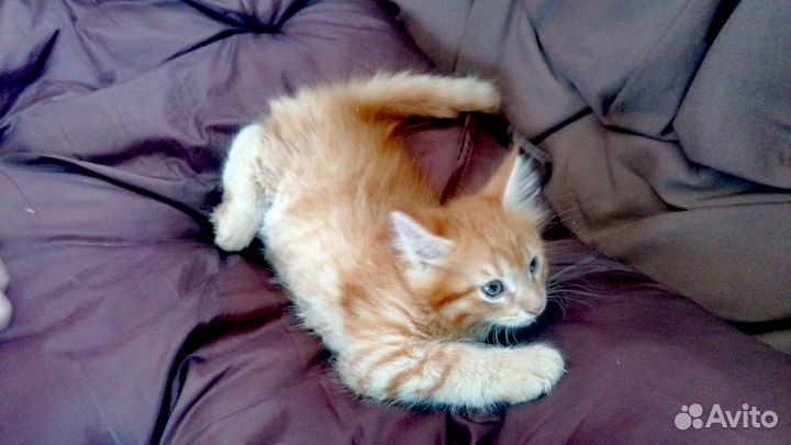 Котенок мейн-кун