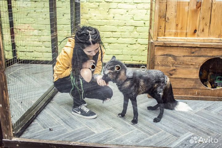 Передержка экзотических животных