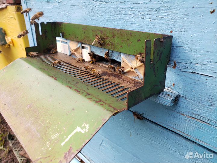 Пчелопакеты Пчёлы