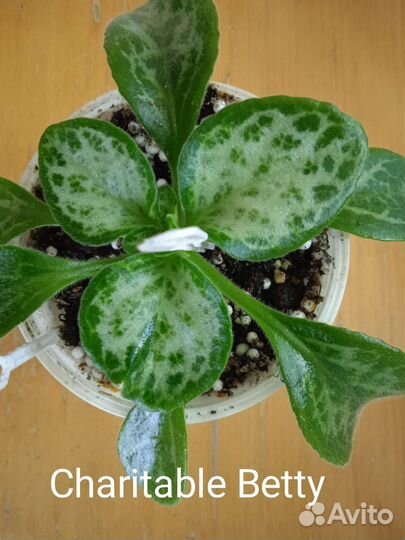 Хирита(примулина)