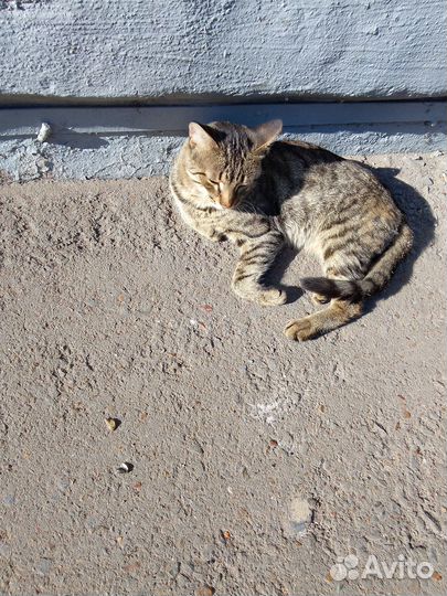 Кошки в добрые руки