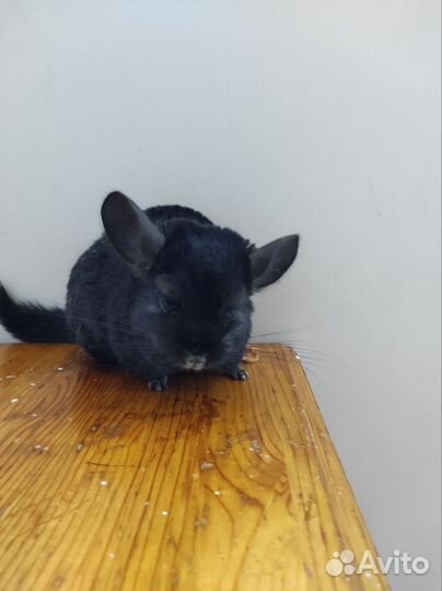Пара шиншилл