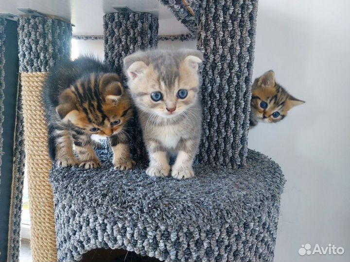 Шотландские котята