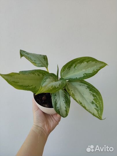 Аглаонема сильвер бей