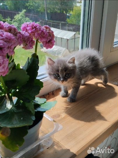 Котенок мальчик серый пушистый домашний