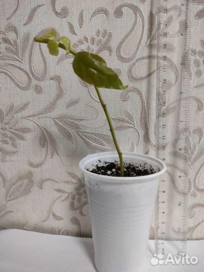 Излишки комнатных растений (возможен обмен)