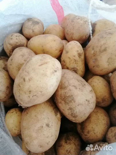 Морковь, картошка, репа