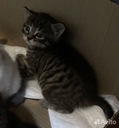 Кошечка в добрые руки