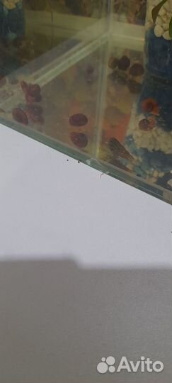 Улитки катушки и милании