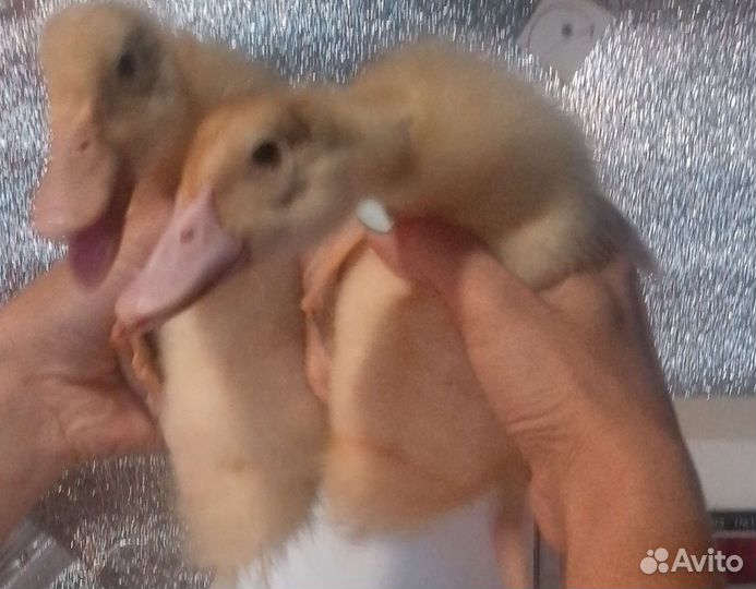 Утята подрощенные