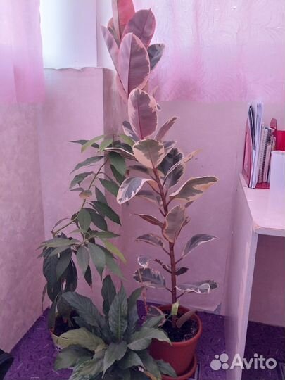 Фикус ржаволистный, авокадо