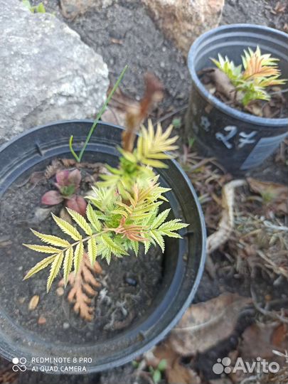 Рябинник рябинолистный