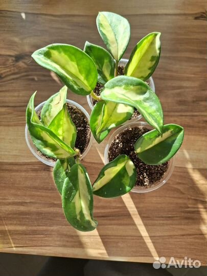 Хойя Карноза Триколор