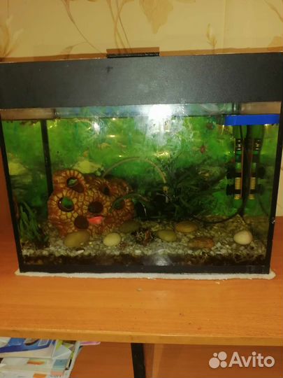 Аквариумные рыбки