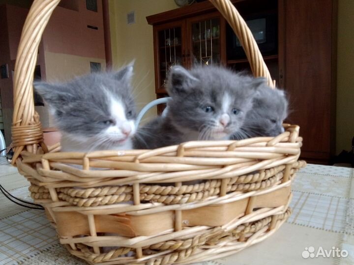 Котята в добрые руки